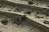 normandie-steilkueste-3 - (c) l lammers.jpg